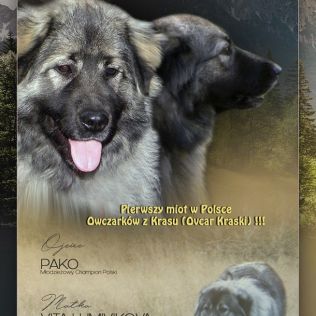 ''z Angielskiej Budy/FCI''