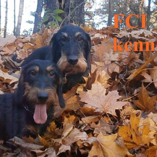 z Łobuzerskiej Ferajny