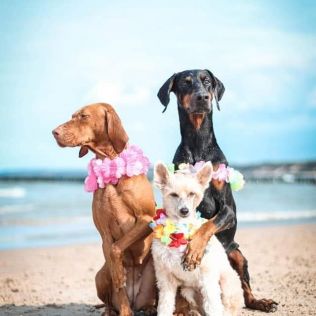 Z Posiadłości Szaleństwa FCI 