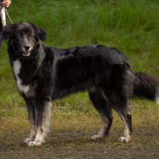 z Zielonego Księstwa 