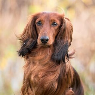 ze Sfory Cętkowanej