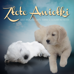 ZŁOTE ANIOŁKI 
