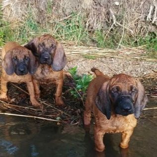 Znad Strugi Siedmiu Jezior