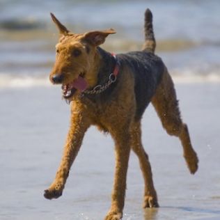 Airedale terrier