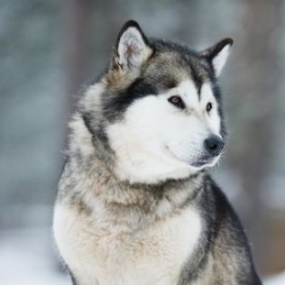 Alaskan malamute