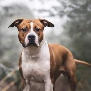 American staffordshire terrier (Amstaff)