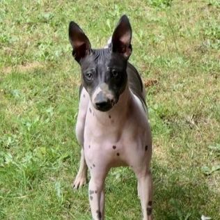 Terrier Americano Sin Pelo (American Hairless Terrier)