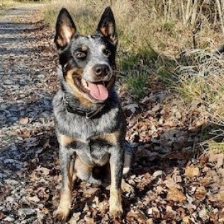 Австралийский хилер