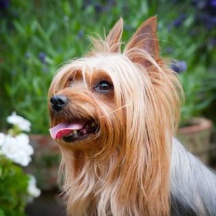 Australian Silky Terrier