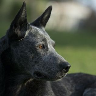 Australian Stumpy Tail Cattle Dog