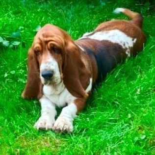 Basset Hound