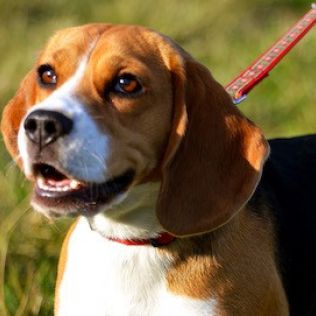 Beagle