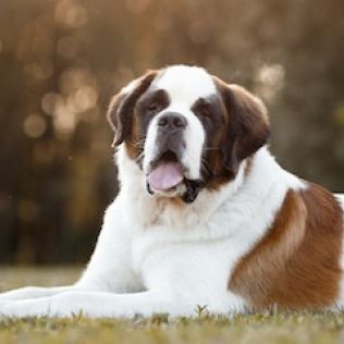 Bernardyn długowłosy