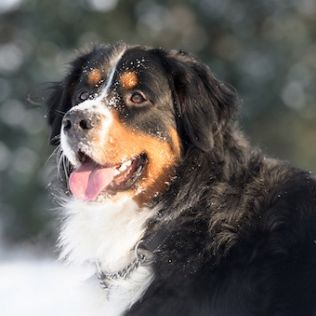 Berneński pies pasterski
