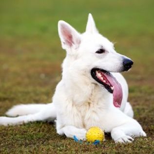 Biały owczarek szwajcarski