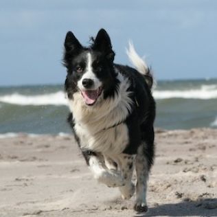 Border collie