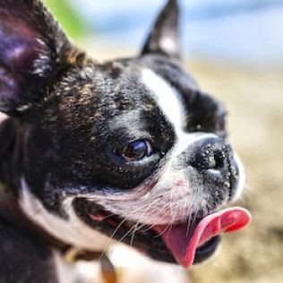 Boston terrier