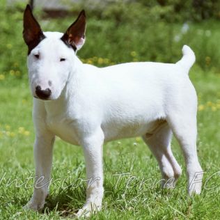 Miniature Bull Terrier