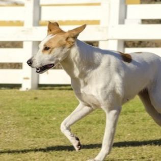 Canaan Dog