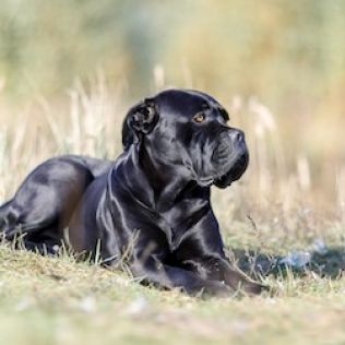 Cane corso
