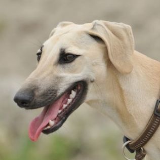 Chart arabski Sloughi