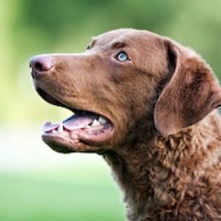 Chesapeake Bay retriever