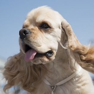 Американський кокер-спанієль