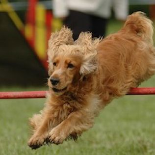 Cocker spaniel angielski