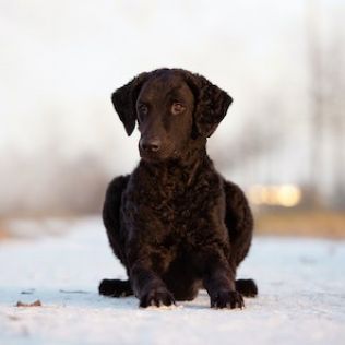 Curly coated retriever