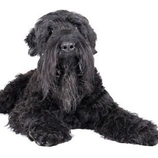 Czarny terier rosyjski