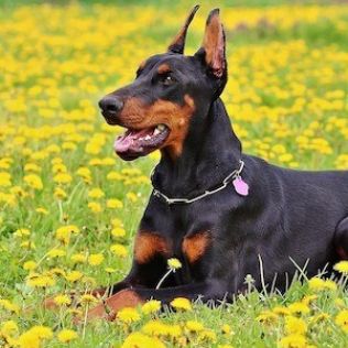 Doberman
