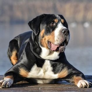 Duży szwajcarski pies pasterski