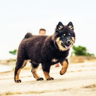 Eurasier