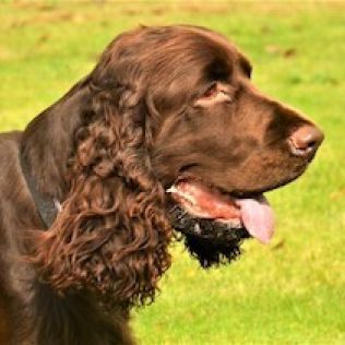 Field spaniel