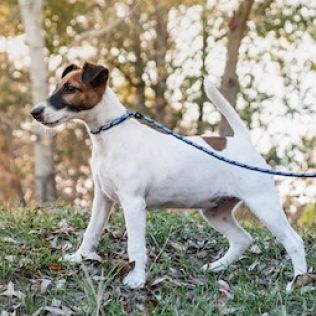 Foksterier krótkowłosy