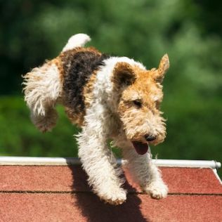 Фокстерьер жесткошерстный