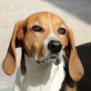 Foxhound amerykański