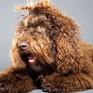 Francuski pies wodny (Barbet)