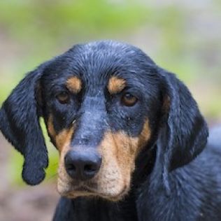 Ungarische Bracke - Transylvanischer Laufhund