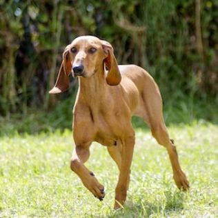 Gończy włoski krótkowłosy