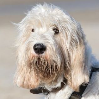 Grand Griffon Vendeen (Duży gryfon z Wandei)