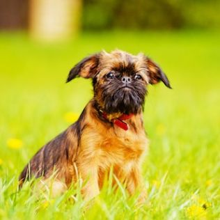 Брюссельский гриффон