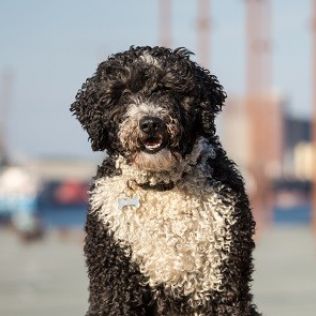 Hiszpański pies wodny