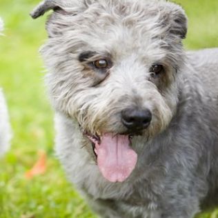 Irish Glen of Imaal Terrier