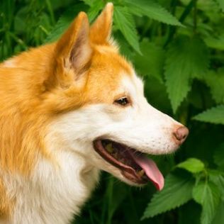 Islandzki szpic pasterski