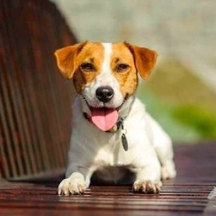 Jack Russell terrier