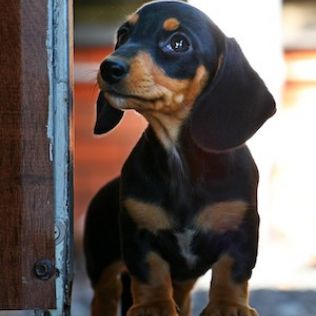 Jamnik miniaturowy krótkowłosy