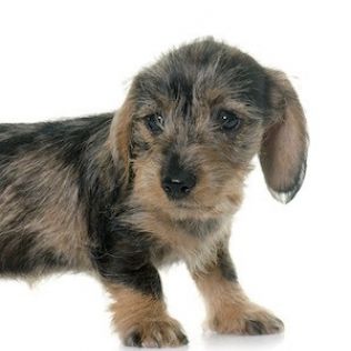 Jamnik miniaturowy szorstkowłosy