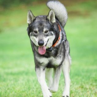 Perro Cazador De Alces Sueco