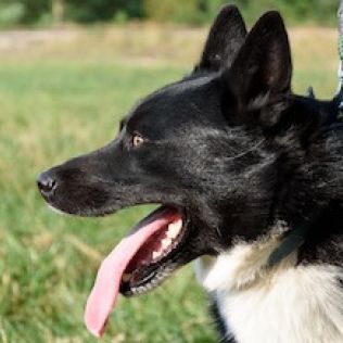 Karelski pies na niedźwiedzie